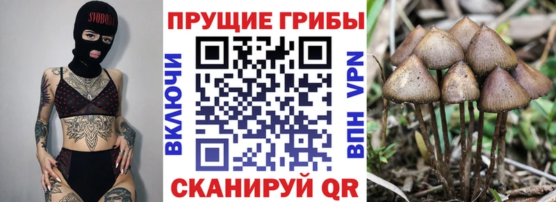 Купить где  Уварово  Псилоцибиновые грибы мицелий 